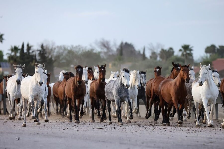 Seville: Horse's Show Entry Ticket. Optional Stud Farm Visit - Why this horse show feels different from a standard riding display