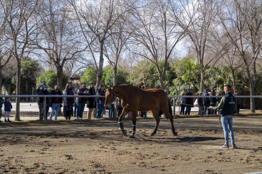 Seville: Horse's Show Entry Ticket. Optional Stud Farm Visit - Show only or the full experience?