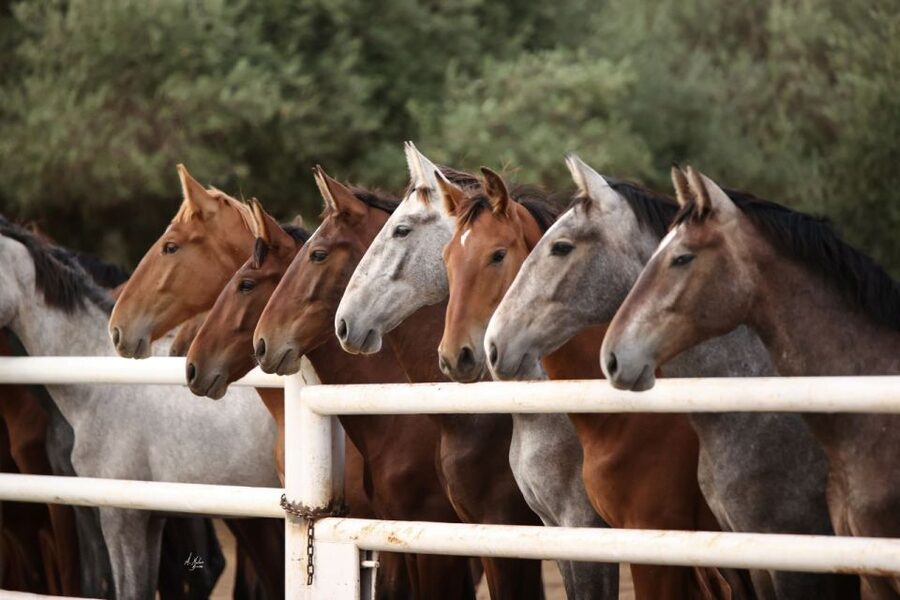 Seville: Horse's Show Entry Ticket. Optional Stud Farm Visit - What the $35 price really means