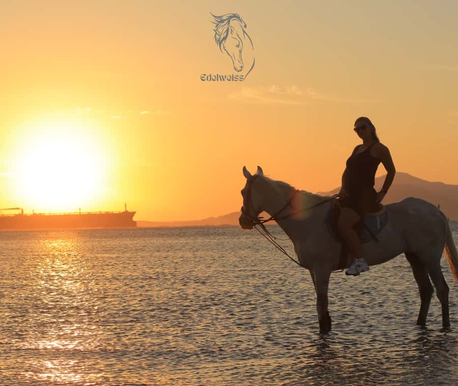 Sharm El Shiekh: Beach and City Desert Horse Riding Tour - From Edelweiss stables to the Red Sea