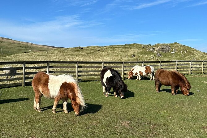 Shetland Pony Express - Key points at a glance