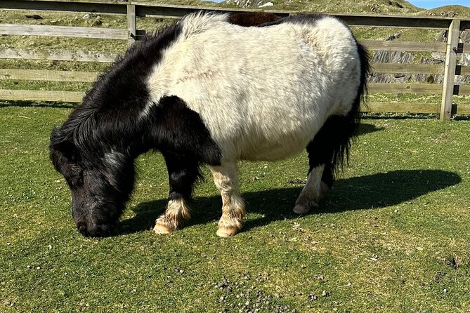 Shetland Pony Express - Why the Shetland Pony Express works for a short port call