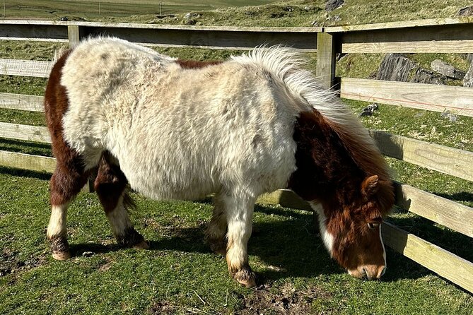 Shetland Pony Express - Scalloway: one hour with room for choice