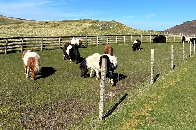 Shetland Pony Express - Leaving Lerwick with a local guide