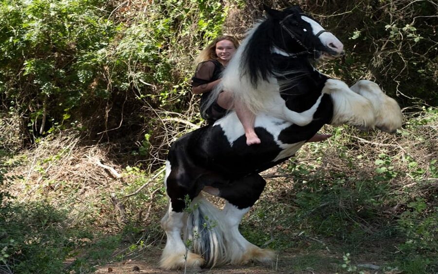 Side: Horse Safari Tour - Is $46 good value for one hour?
