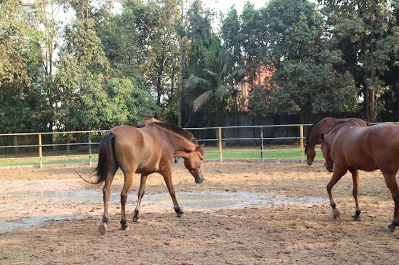 Siem Reap Happy Horse Riding Free Pick-up & Drop-off - Riding Beside Green Rice Fields