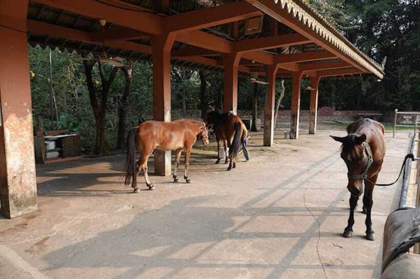 Siem Reap Happy Horse Riding Free Pick-up & Drop-off - What to Bring and How to Prepare