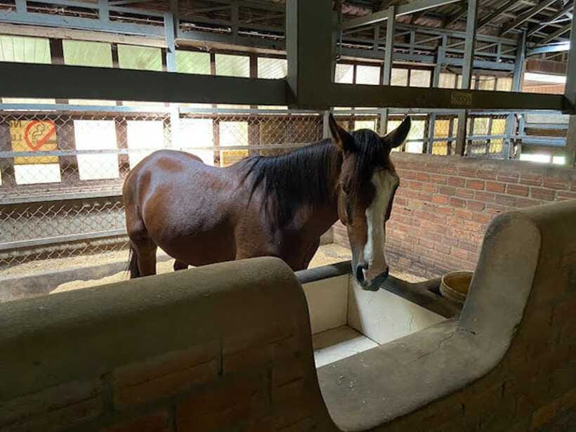 Siem Reap Happy Horse Riding Free Pick-up & Drop-off - Booking Flexibility and Practical Limits