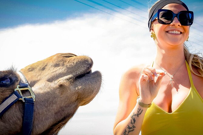 Sky Bike Free Camel Ride and Horseback Riding - A camel ride along Migriño Beach