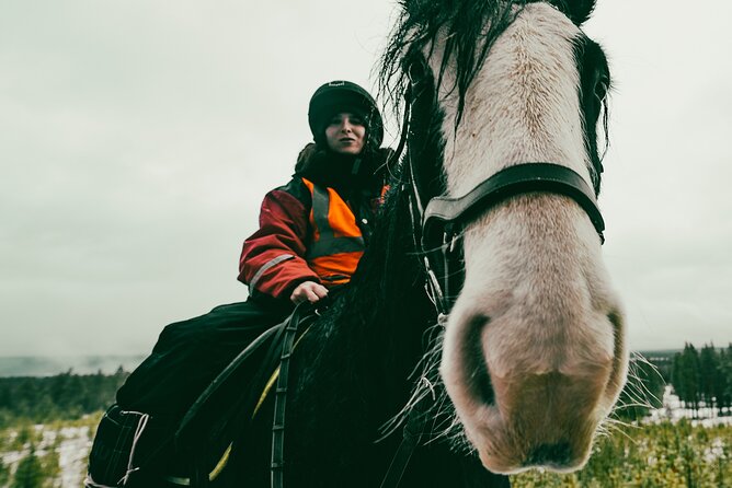 Small-Group Arctic Circle Horse Riding from Rovaniemi - Key points to know before booking