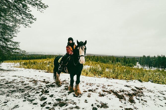 Small-Group Arctic Circle Horse Riding from Rovaniemi - Why this Arctic Circle horse ride feels different