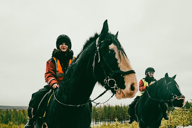 Small-Group Arctic Circle Horse Riding from Rovaniemi - Is $145 a fair price?