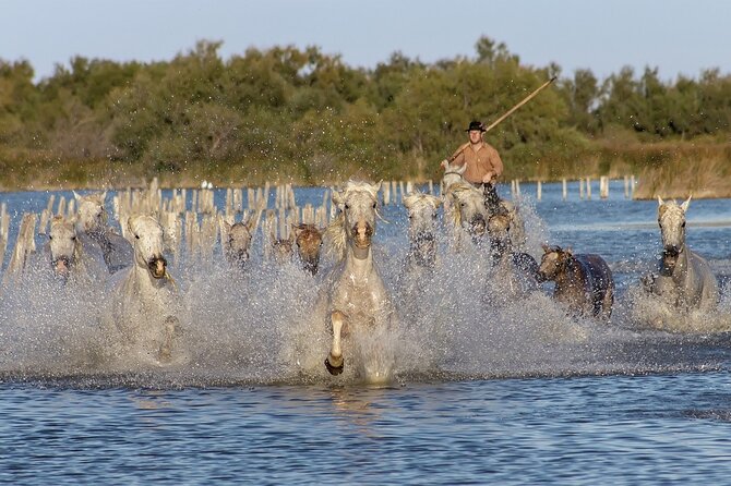 Small group half day Camargue and Aigues Mortes tour - Aigues-Mortes, the main event