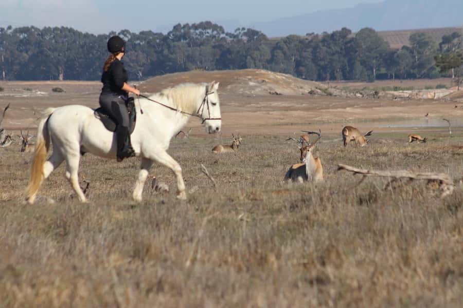Stellenbosch: Horse Riding Wildlife Safari - Key points to know before booking