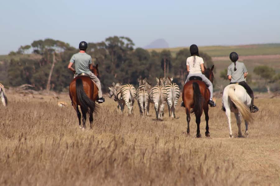 Stellenbosch: Horse Riding Wildlife Safari - What the 90-minute route feels like