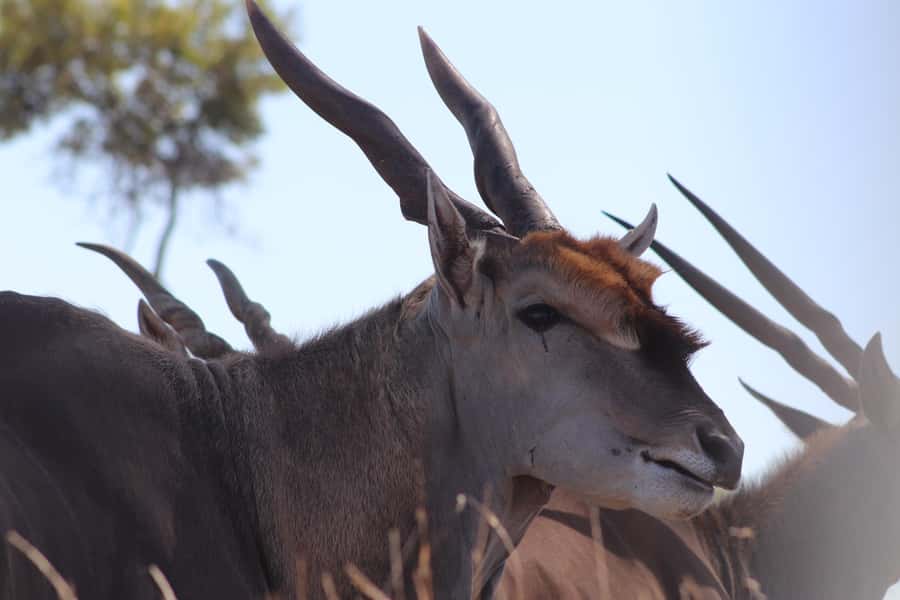 Stellenbosch: Horse Riding Wildlife Safari - Guides, group size, and the personal touch