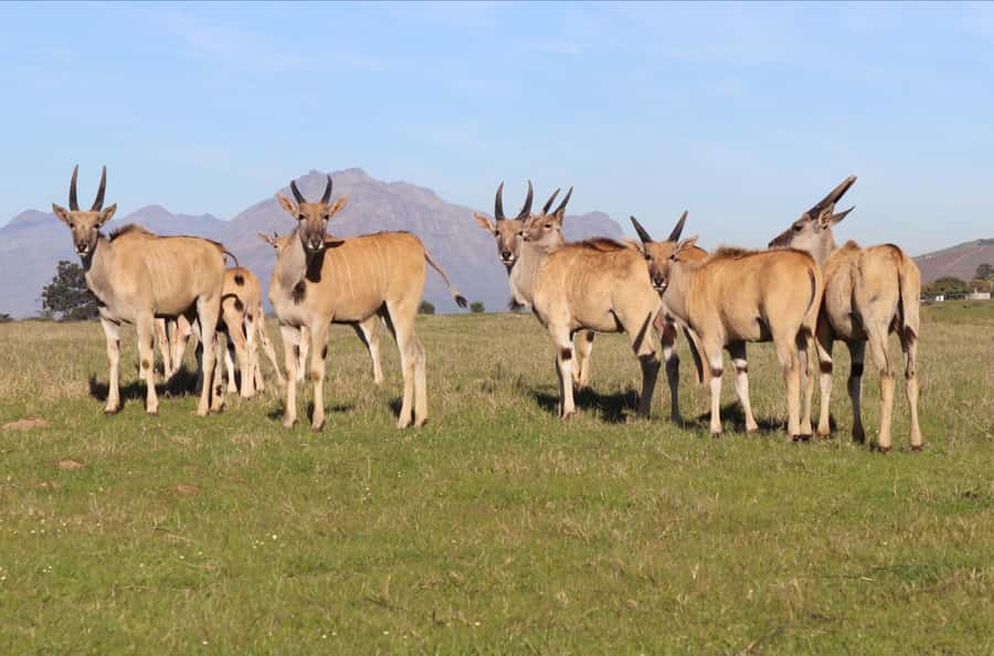 Stellenbosch: Horse Riding Wildlife Safari - Who should book this Stellenbosch safari?