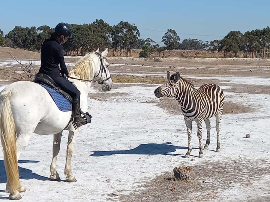 Stellenbosch: Horse Riding Wildlife Safari - Practical preparation for the day