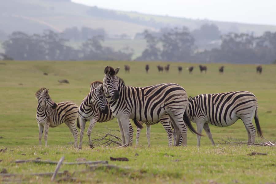 Stellenbosch: Horse Riding Wildlife Safari - Should you book it?