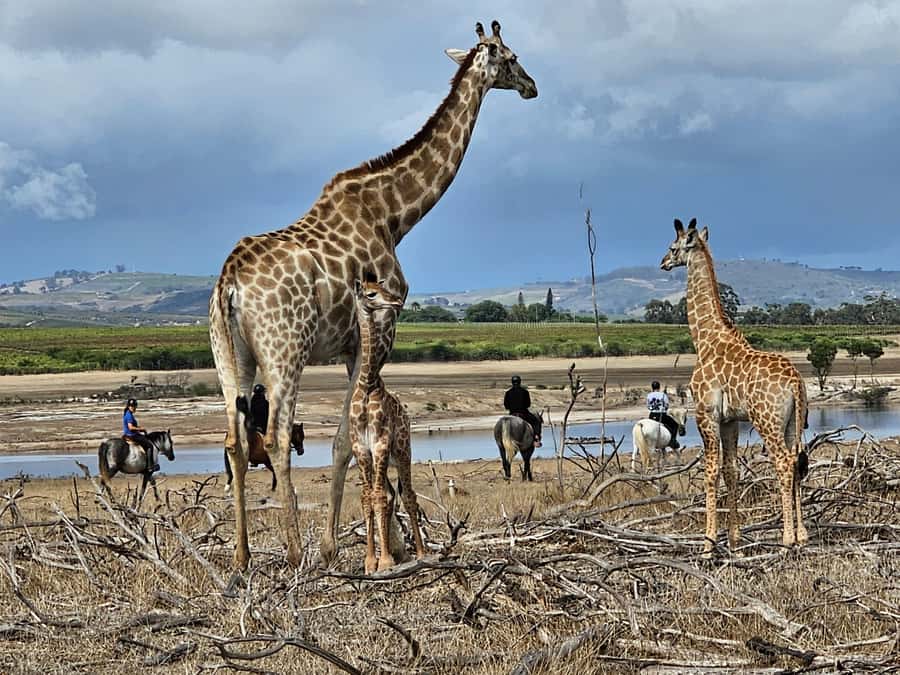 Stellenbosch: Horse Riding Wildlife Safari - Getting matched with the right horse