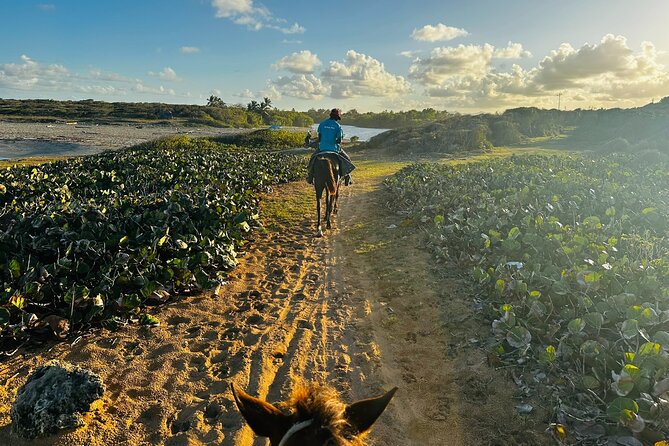 Sunset Horseback Ride at Macao Beach & Forest with Transfers - Who should book this experience?