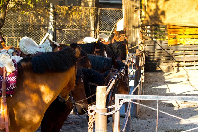 Sunset Horseback Riding - Key points at a glance