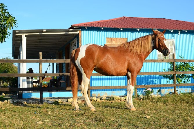 Sunset Horseback Riding Tour in Punta Cana (Private Option) - Sunset photos and the extra-cost question