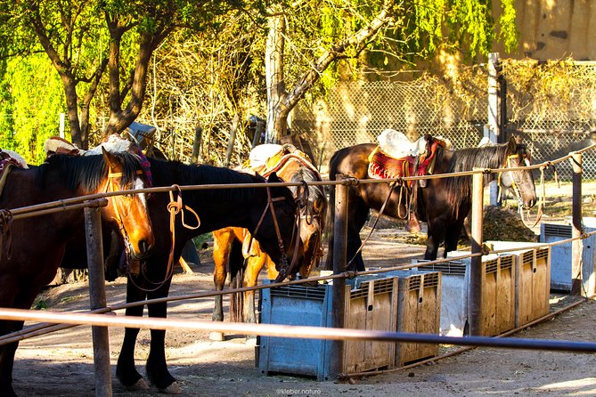 Sunset Horseback Riding - Two hours through the foothills and toward the river