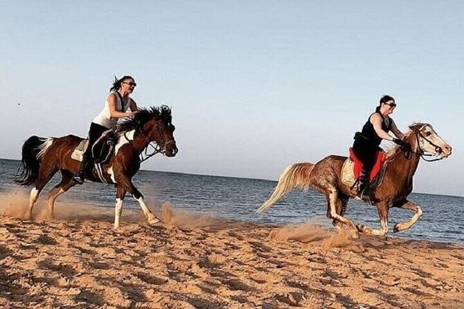Swimming by Horse at Red Sea Beach & Desert with Dinner- Hurghada - Key points to know before booking