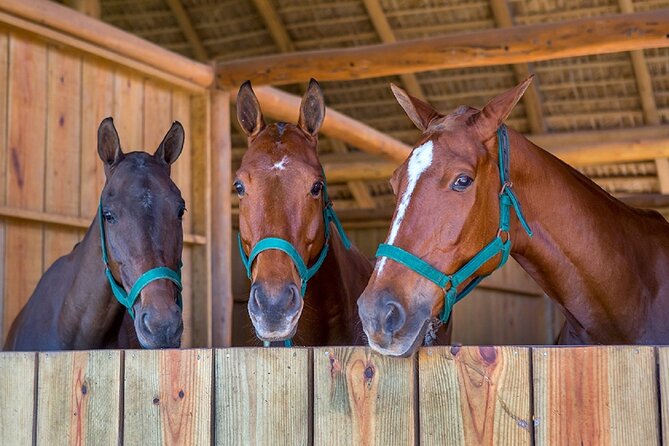 Swimming with Horses at the Beach from Punta Cana Free transportation - What the horse swim is really like