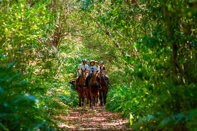 Swimming with Horses at the Beach from Punta Cana Free transportation - How this compares with a standard beach horseback ride