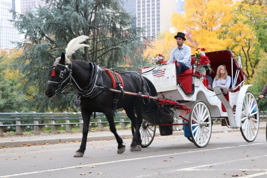 Tavern on the Green PickUp&DropOff With Horse Carriage Ride - What the live guide adds