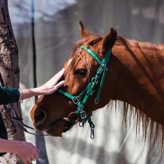Tbilisi: Kakheti Horse Riding, Wine Tasting, and Cooking … - Why this Kakheti day trip works