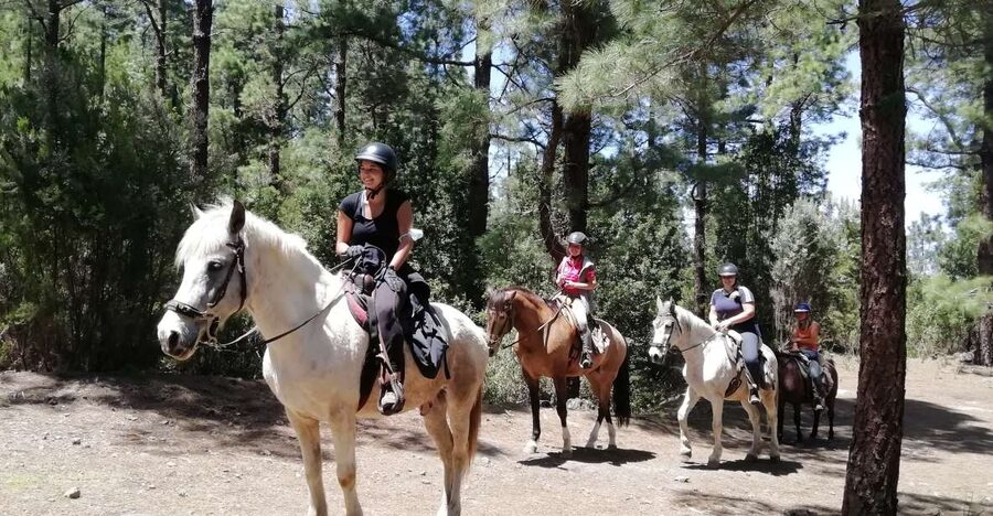 Tenerife: Guided Horseback Riding Tour to the Lomo Forest - A quiet ride through the Lomo Forest