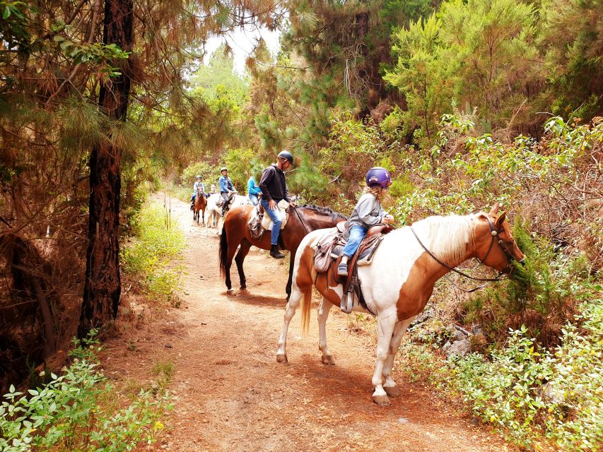 Tenerife: Guided Horseback Riding Tour to the Lomo Forest - The horses and the people who guide you