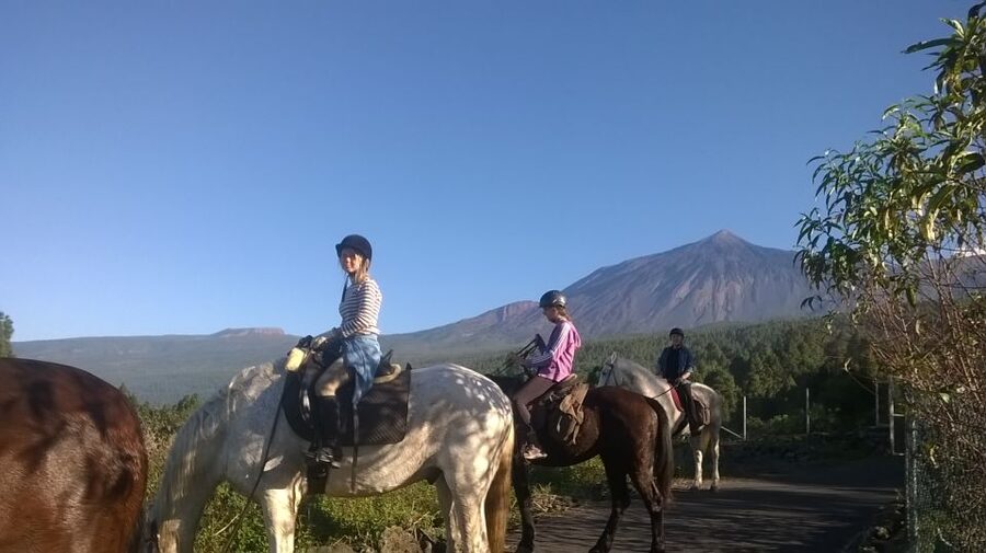 Tenerife: Guided Horseback Riding Tour to the Lomo Forest - Why beginners tend to enjoy this ride