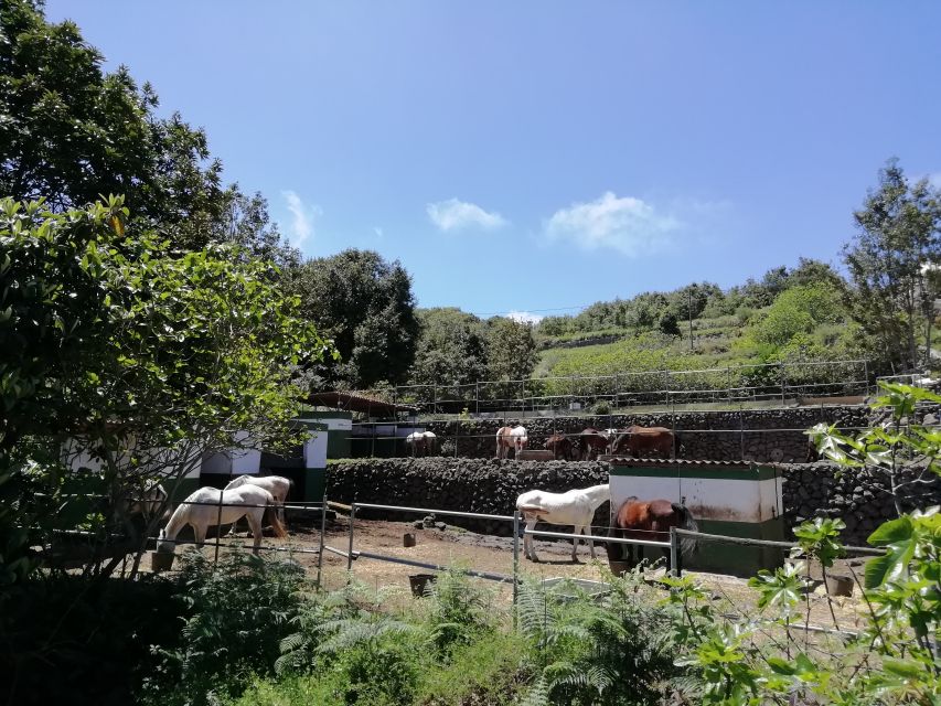 Tenerife: Guided Horseback Riding Tour to the Lomo Forest - Family logistics at Finca Estrella
