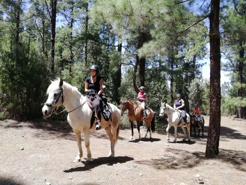Tenerife: Guided Horseback Riding Tour to the Lomo Forest - Price and value at 57 dollars