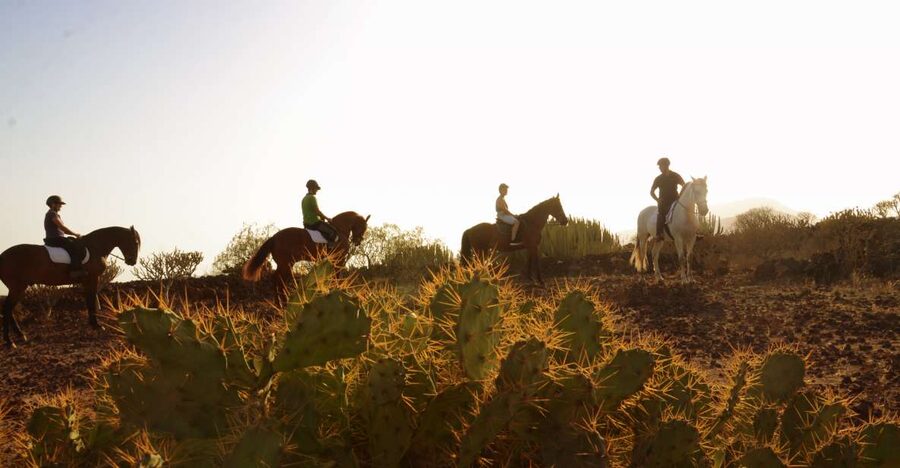 Tenerife: Horseback Ride with Instructor - From Xanadu Riding Center Into Southern Tenerife