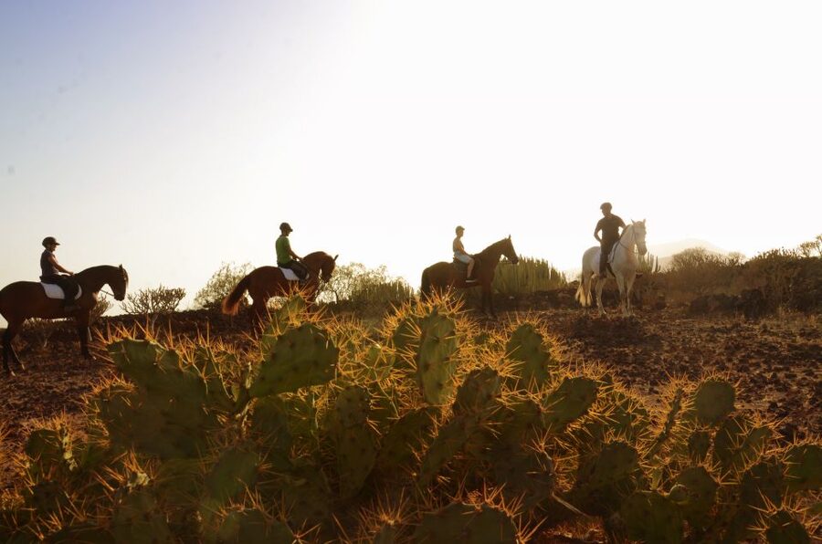 Tenerife: Horseback Ride with Instructor - What the One-Hour Ride Gives You