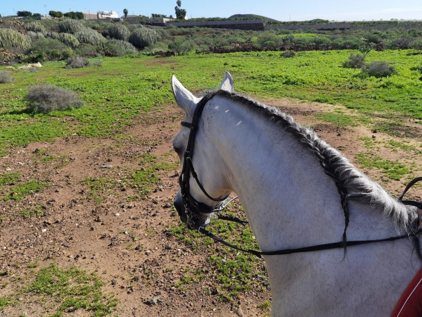 Tenerife: Horseback Ride with Instructor - A Volcanic Route With Ocean Views