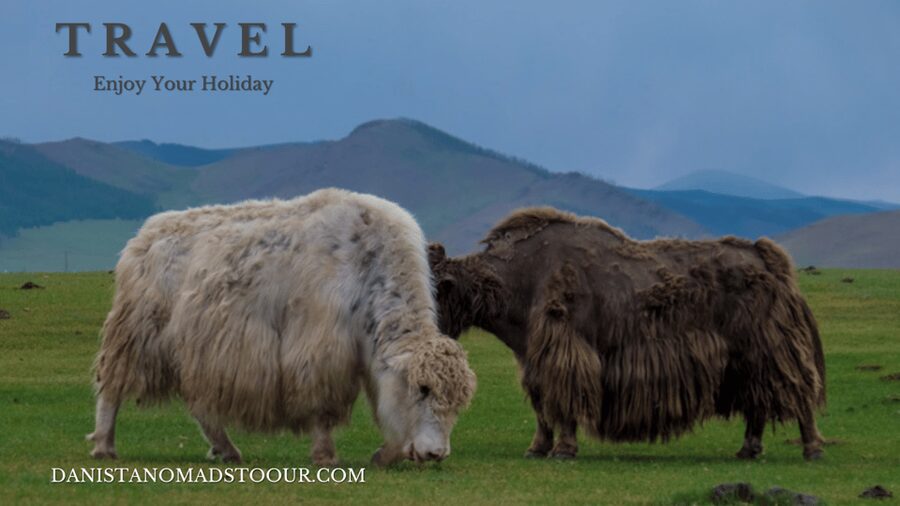 Terelj ,Khar khorum ,Horse ride , Camel ride , Monastery - Who will get the most from this tour
