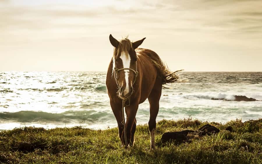 Terevaka Horse Excursion: The highest point and 360° view. - Booking details worth knowing