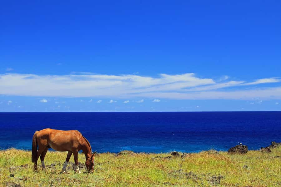 Terevaka Horse Excursion: The highest point and 360° view. - The view from Terevaka