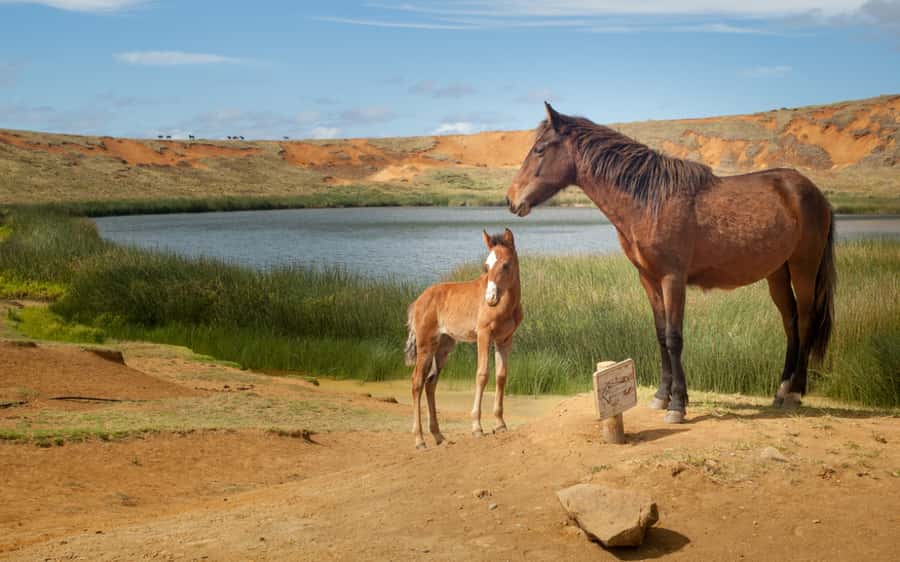 Terevaka Horse Excursion: The highest point and 360° view. - Why the small group matters