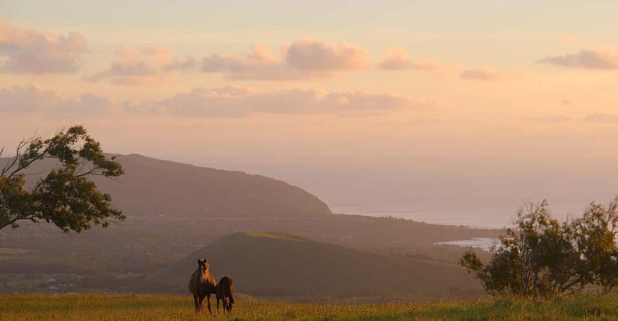 Terevaka Mount: Morning Horseback Riding & Planting Tour - Key points to know before booking