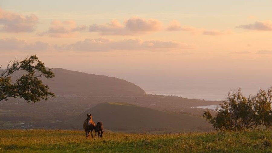 Terevaka Mount: Morning Horseback Riding & Planting Tour - What the horses and guides add to the morning