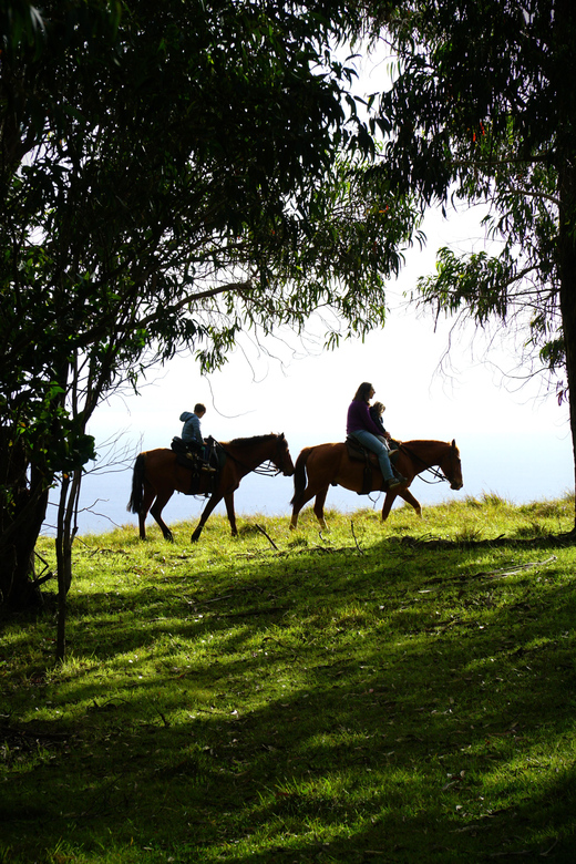 Terevaka Mount: Morning Horseback Riding & Planting Tour - How the logistics affect your day