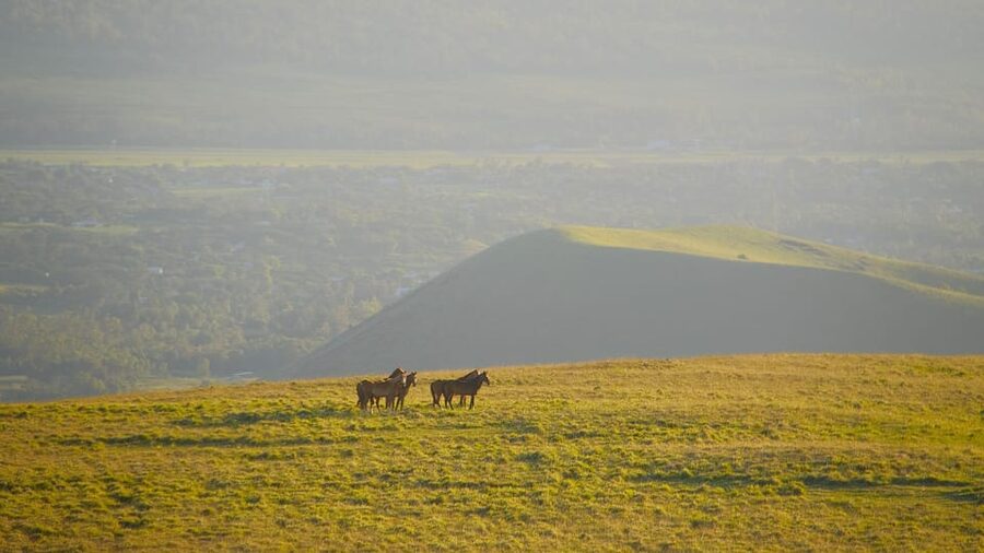 Terevaka Mount: Morning Horseback Riding & Planting Tour - Is $150 a fair price?