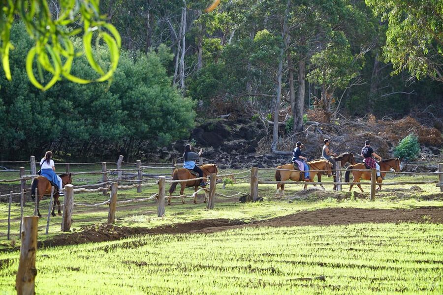 Terevaka Mount: Morning Horseback Riding & Planting Tour - My call: book it if the route matters more than the bargain